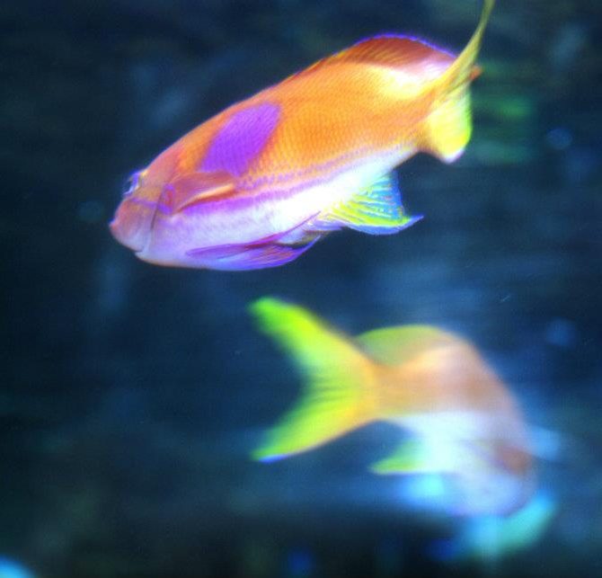 Fishies