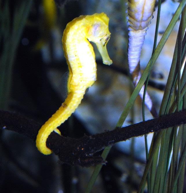 Seahorse