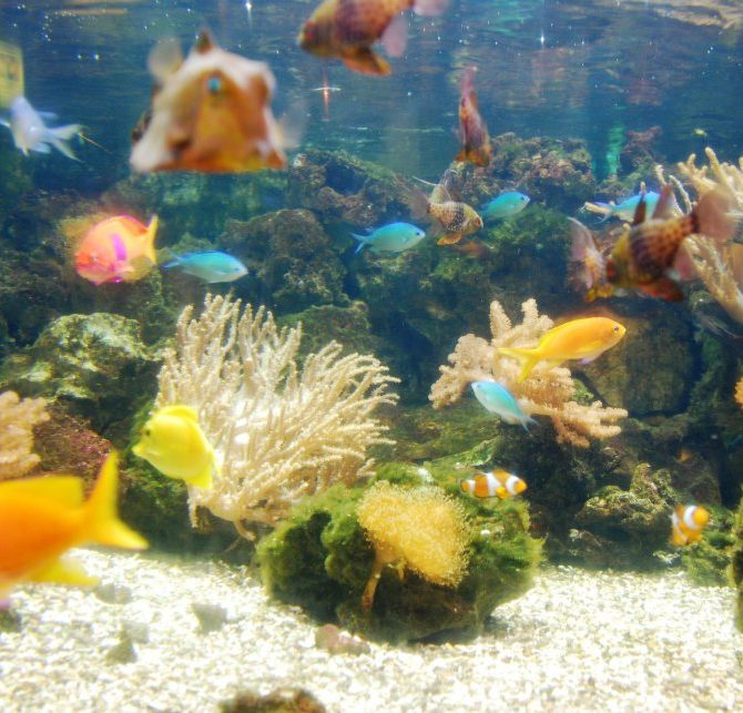 Startled-Fish
